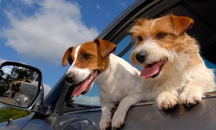 Pet Relocation Services - Pragati Car Carriers